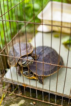 turtle photo