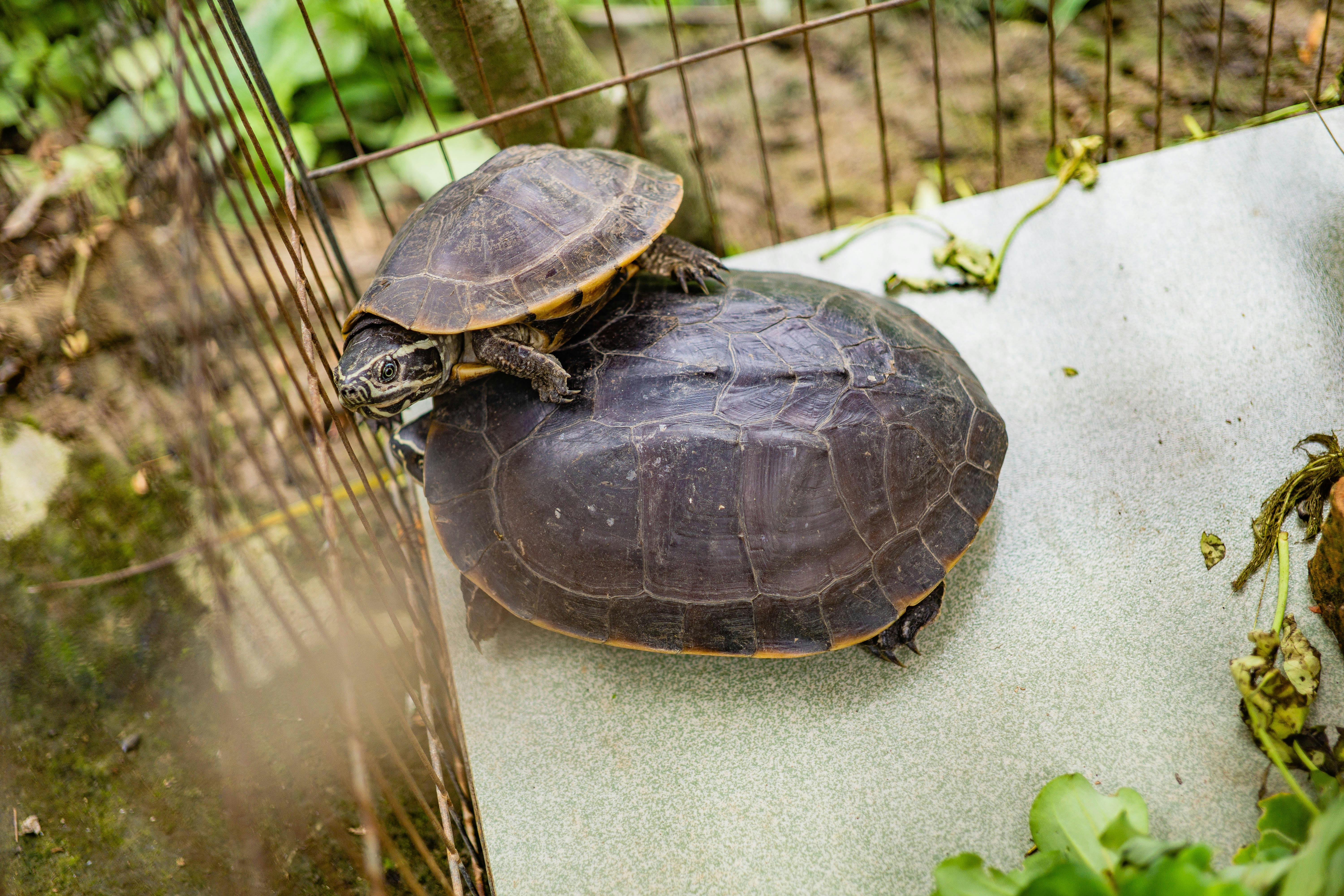 Close-up of two turtles stacked in a wire enclosure surrounded by greenery.