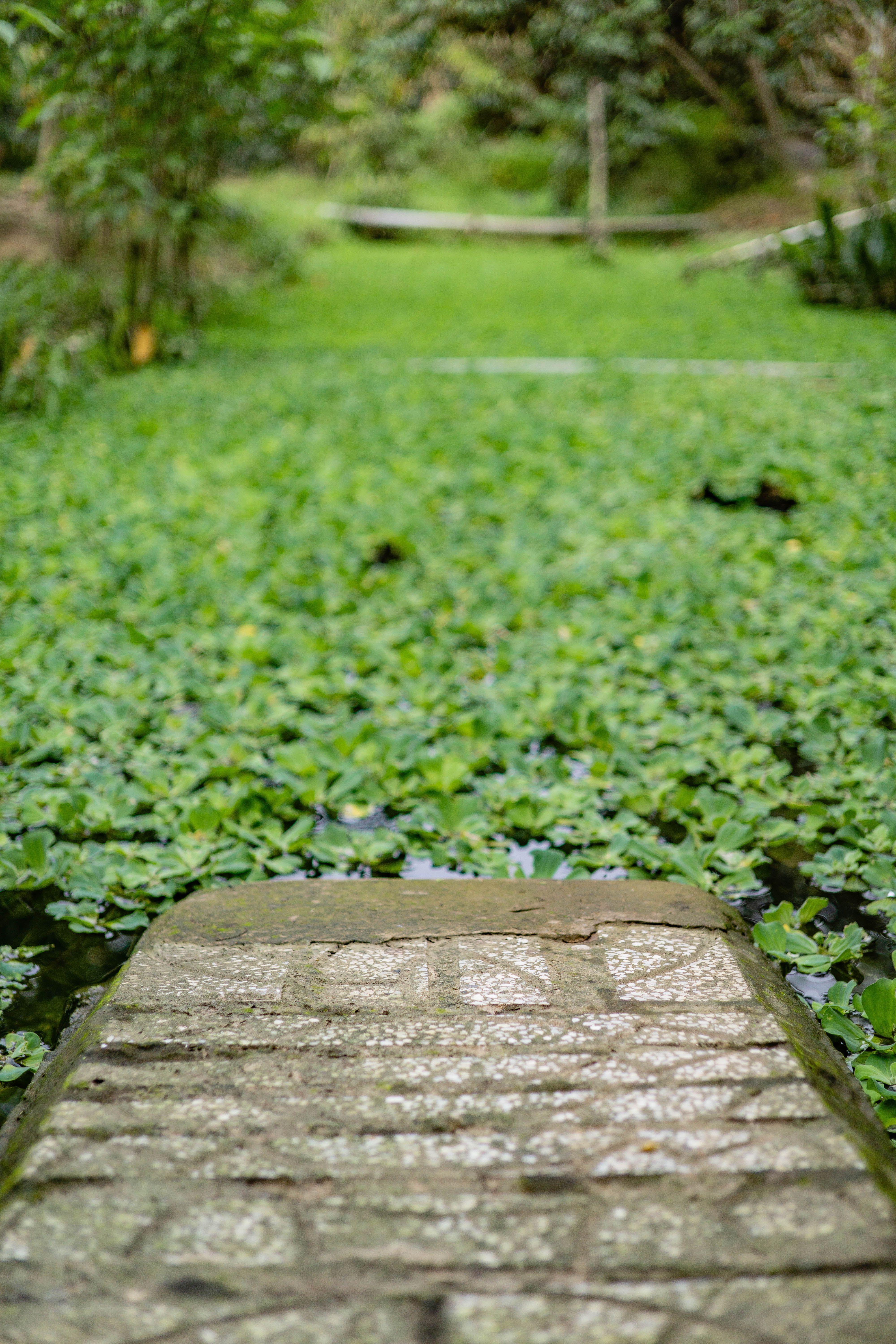 Serene Stone Pathway Over Lush Green Pond · Free Stock Photo