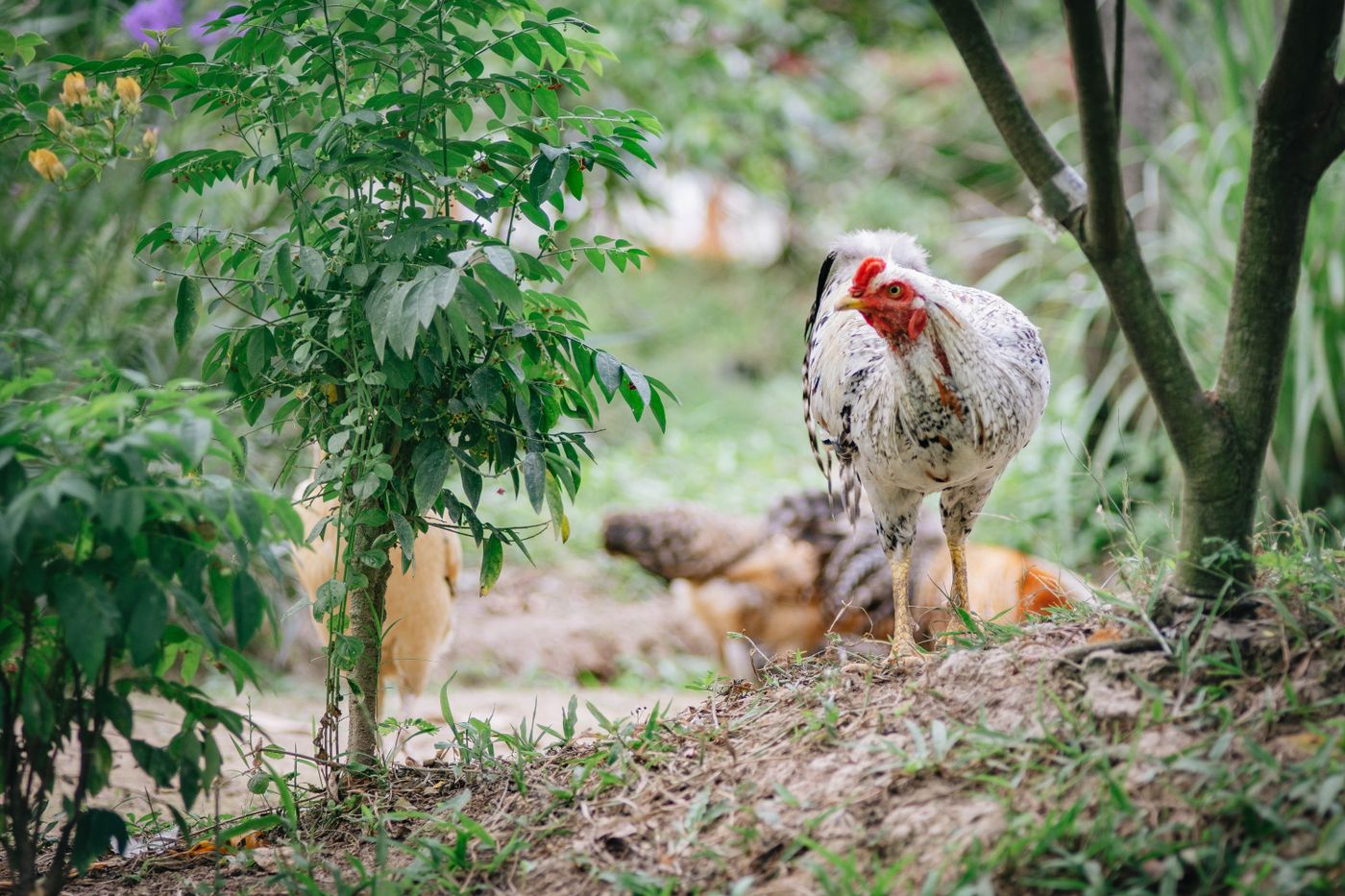 ปลูกผัก + เลี้ยงไก่ไข่แบบไหนดี? เปรียบเทียบวิธี พันธุ์ ระบบ และงบประมาณ