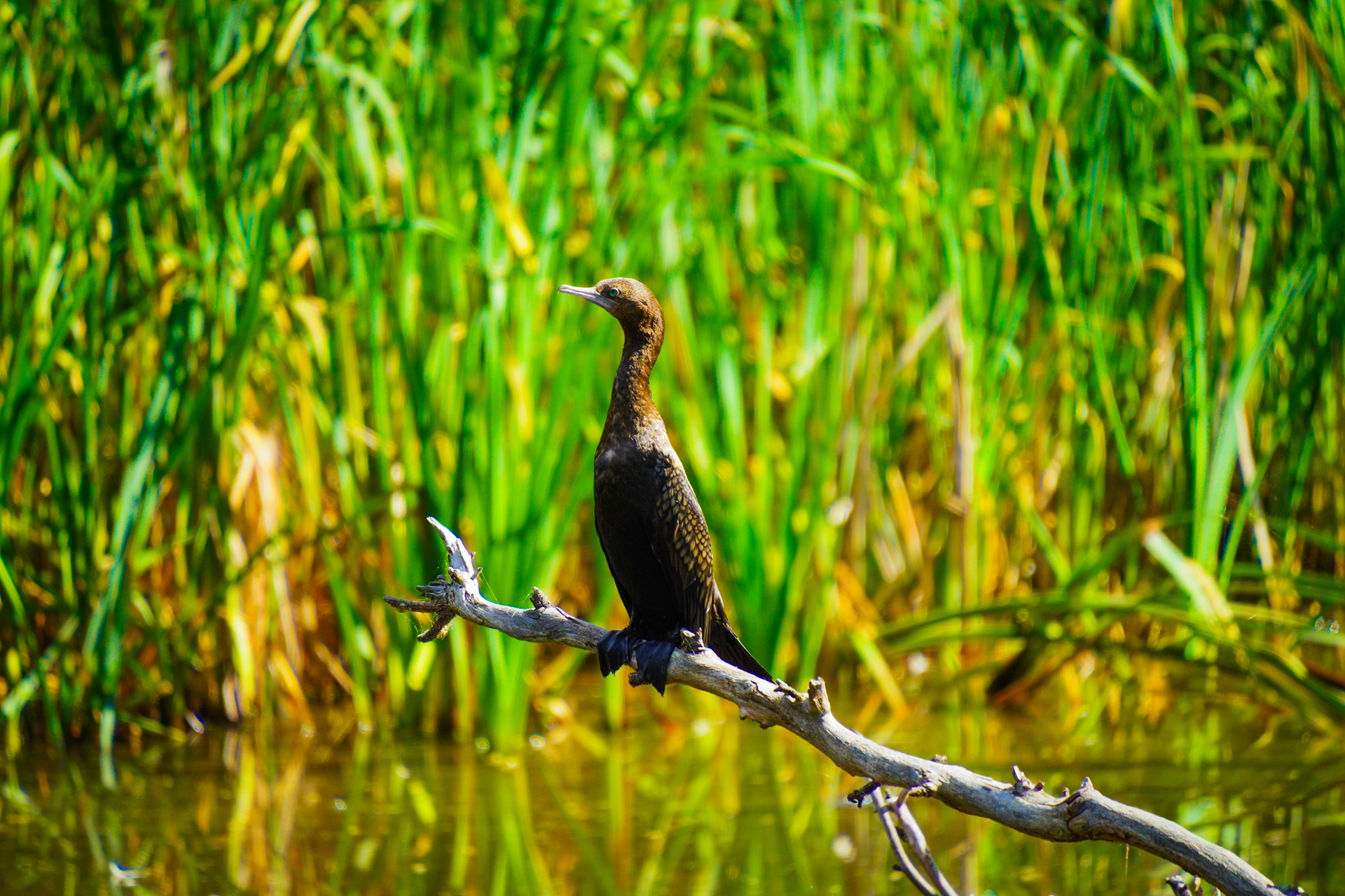 A majestic bird perched on a branch surrounded by lush green reeds, amidst Australian wilderness.