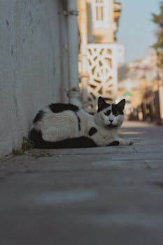 A calico cat resting on a cobblestone street in Istanbul, Türkiye.