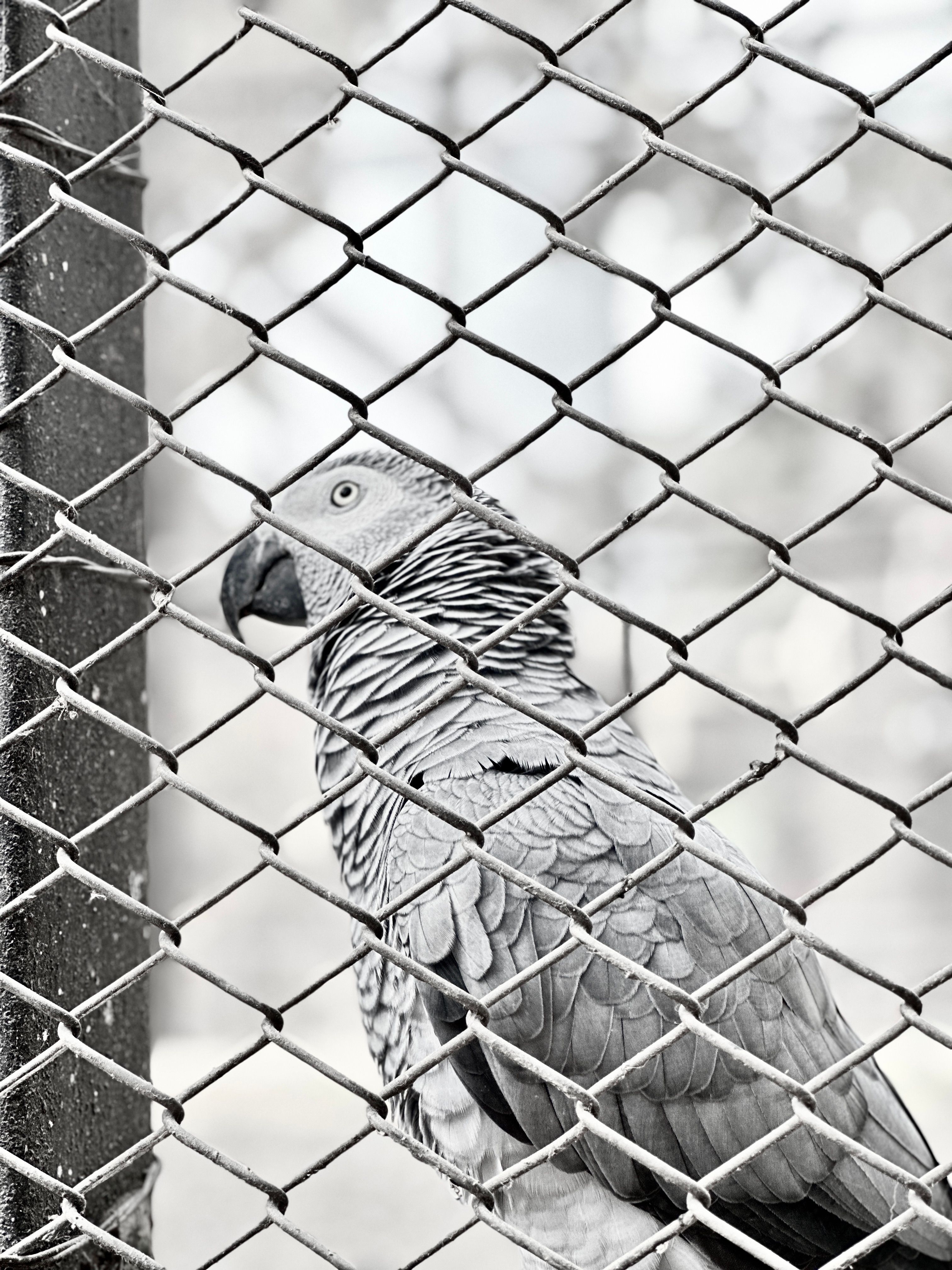 African Grey Parrot Behind Cage in Zoo · Free Stock Photo