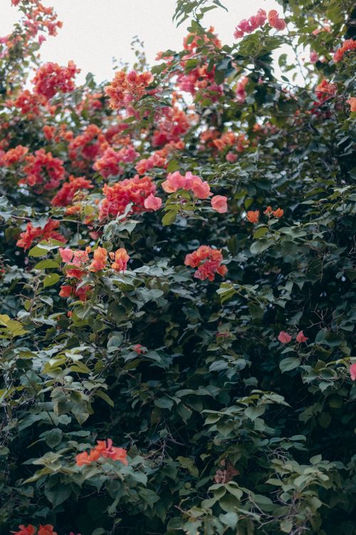 Free Stunning bougainvillea blooms create a bright tapestry in this lush garden scene. Stock Photo