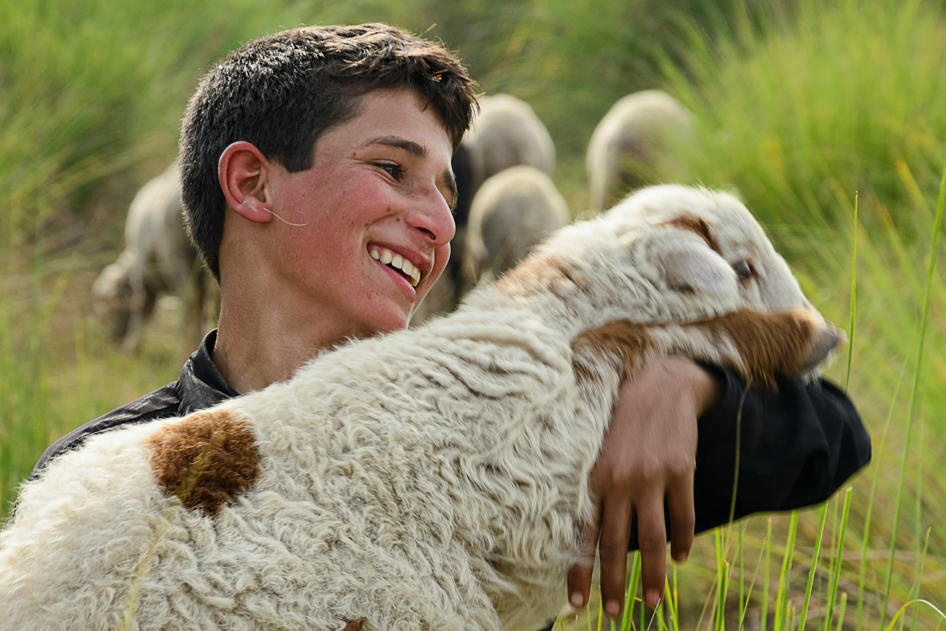 Young shepherd joyfully embracing sheep in a lush green meadow, showcasing pastoral life.