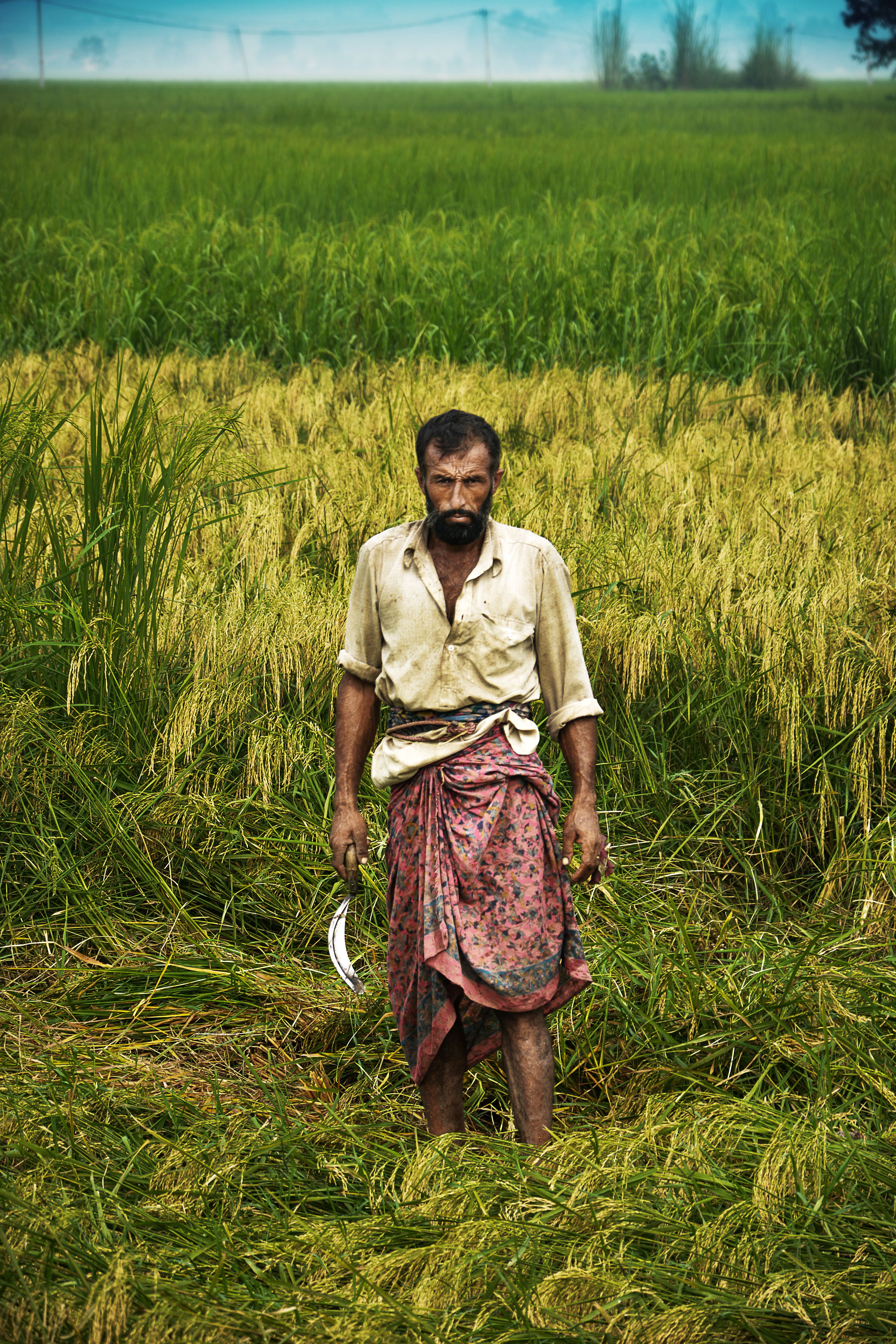 Farmer Harvesting Rice in Lush Green Field · Free Stock Photo