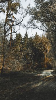 Capturing the peaceful essence of a winter forest in Cuxhaven, Germany.