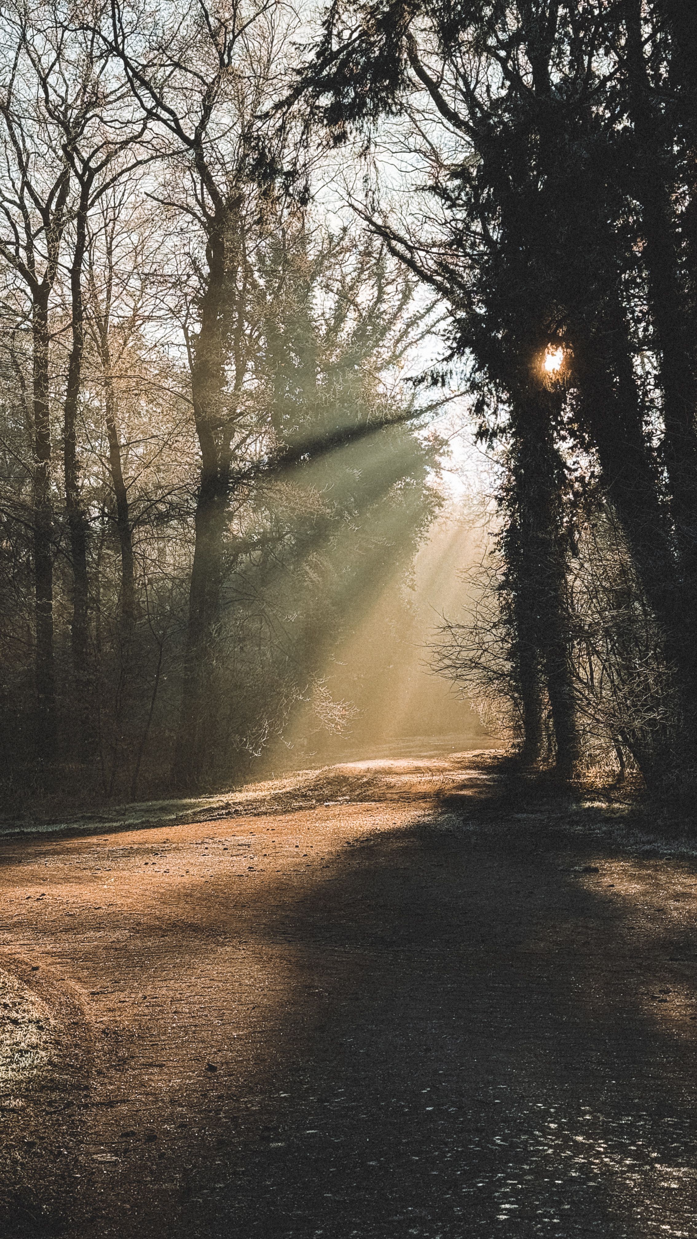 Serene Forest Path with Morning Sunrays · Free Stock Photo