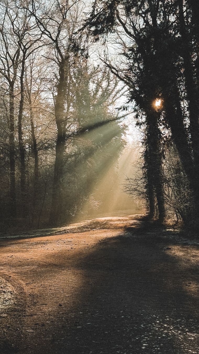 A serene forest path with morning sunrays filtering through the trees