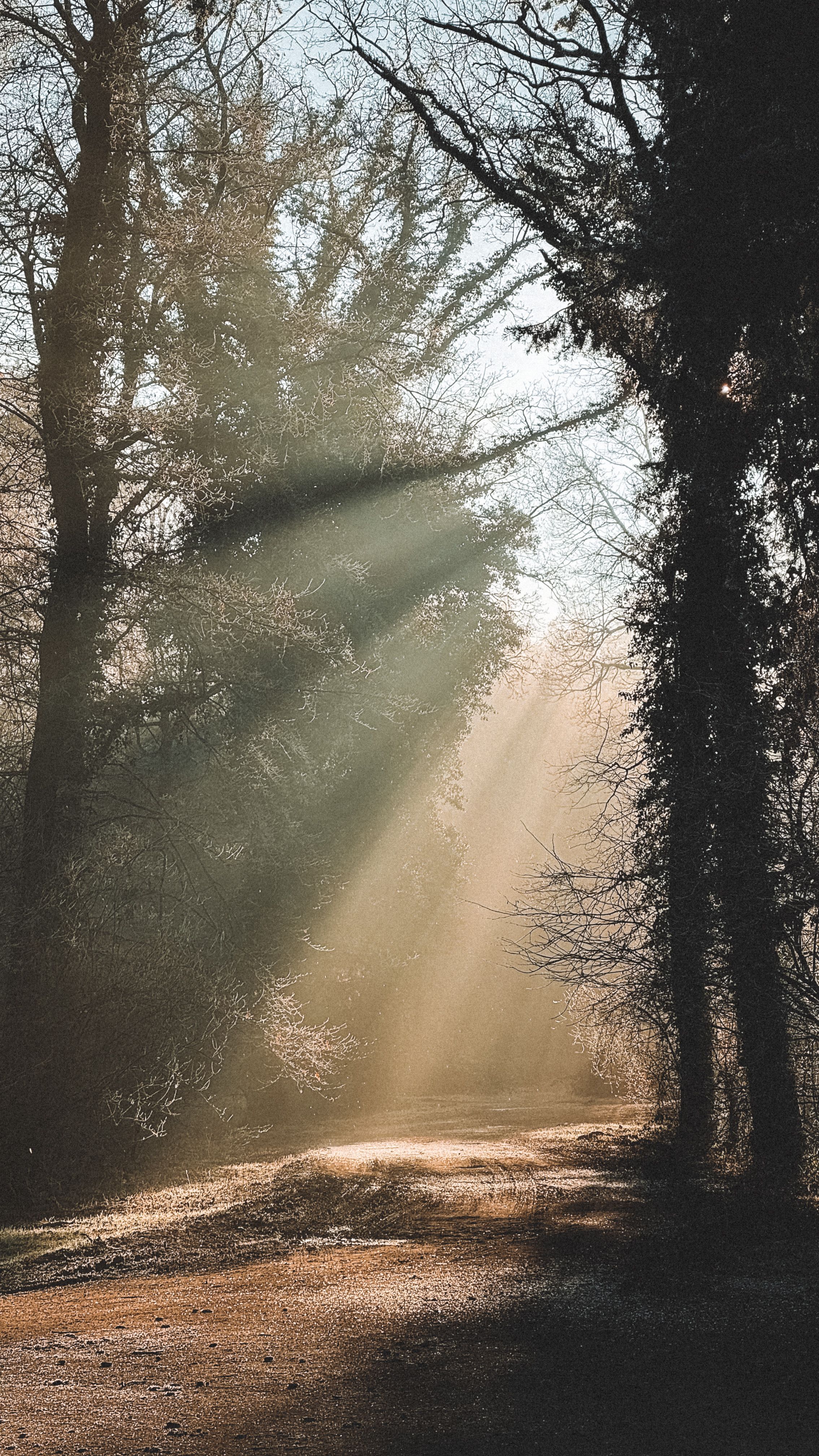 Sun Rays Filtering Through Forest Trees at Dawn · Free Stock Photo