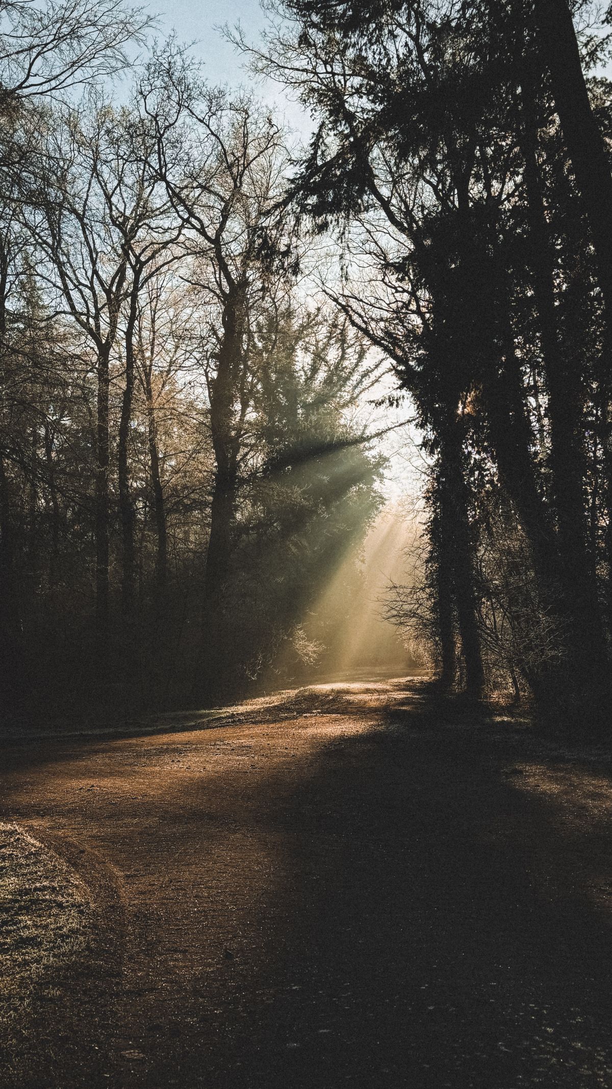 Path in a Coniferous Forest in Sunlight · Free Stock Photo