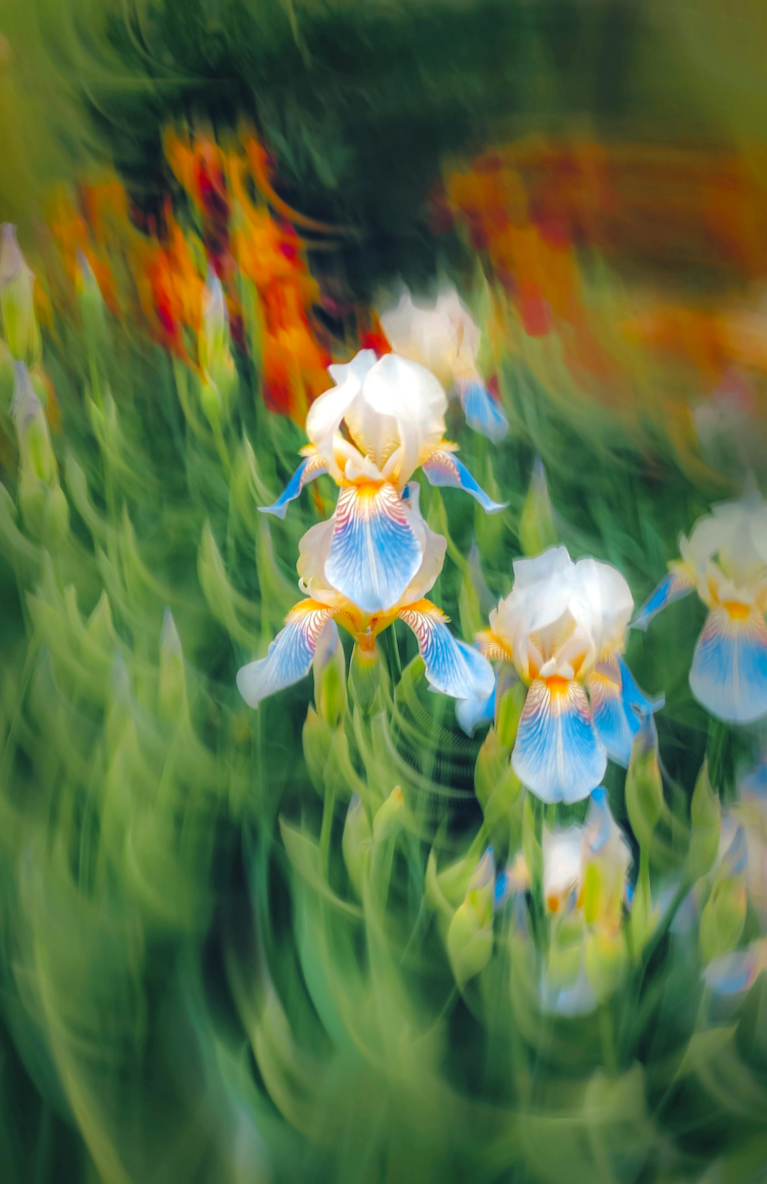A vibrant and artistic abstract photo of iris flowers in full bloom with a blurred background.