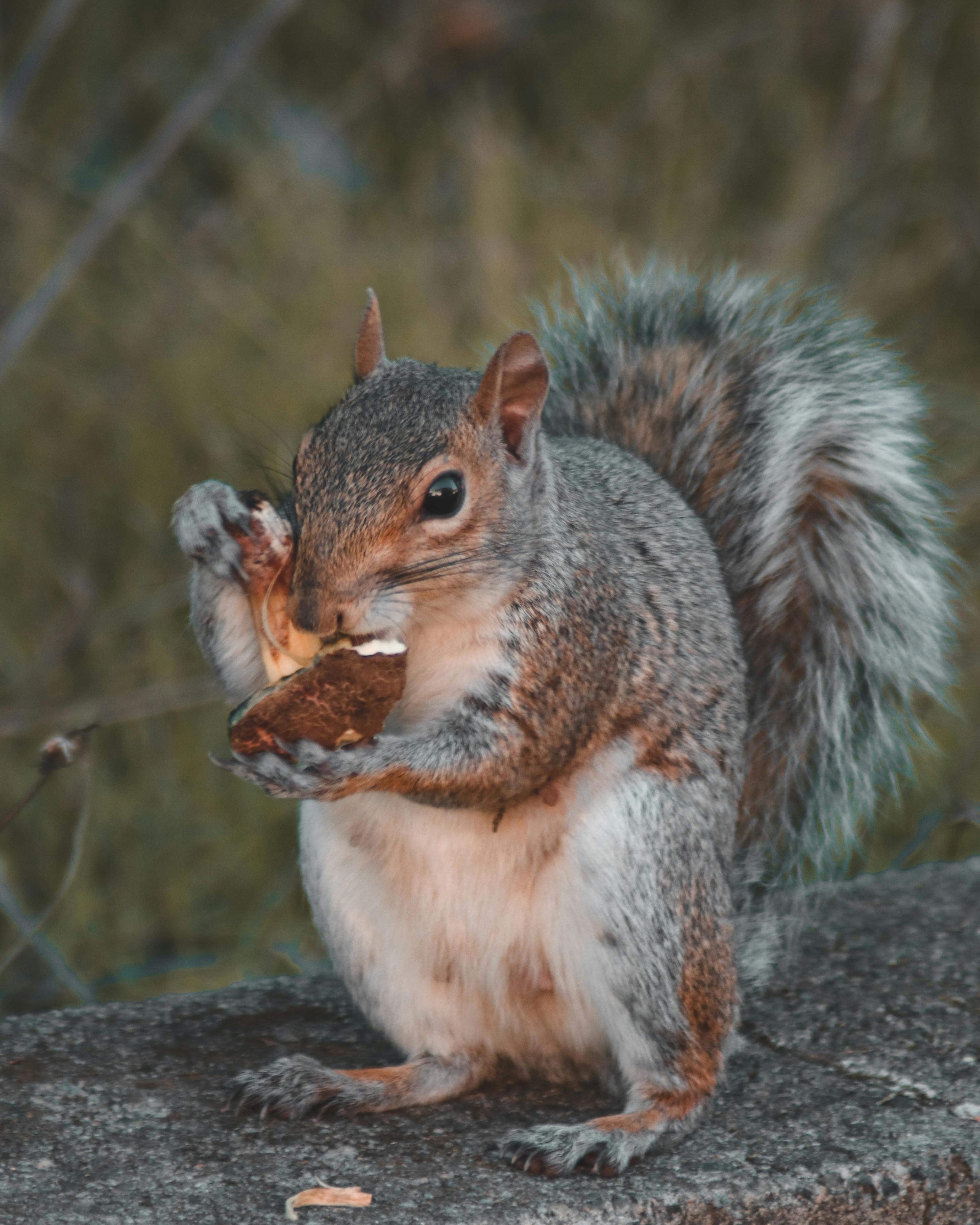 Brown Squirrel · Free Stock Photo