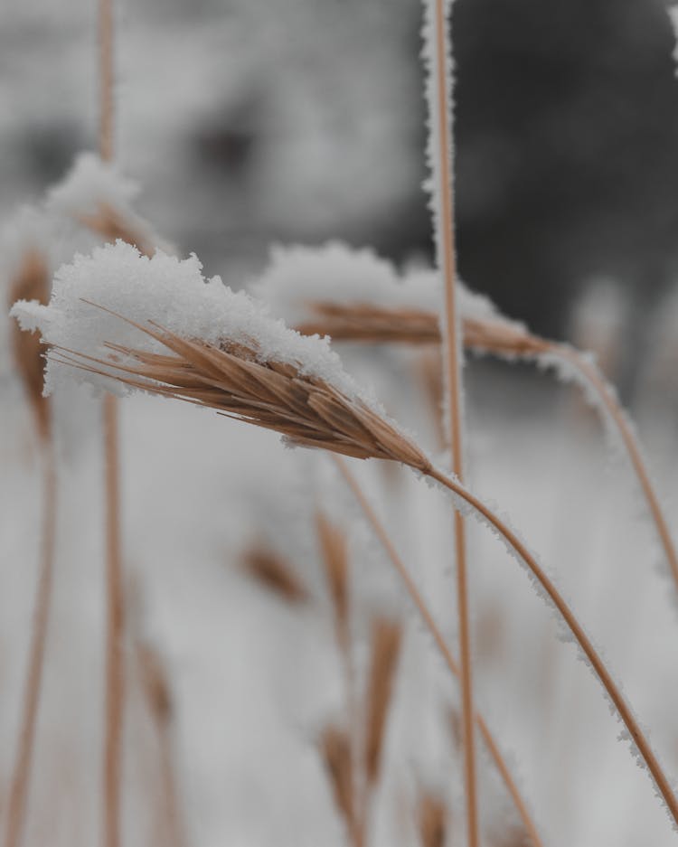 Ears Of Wheat Covered In Snow