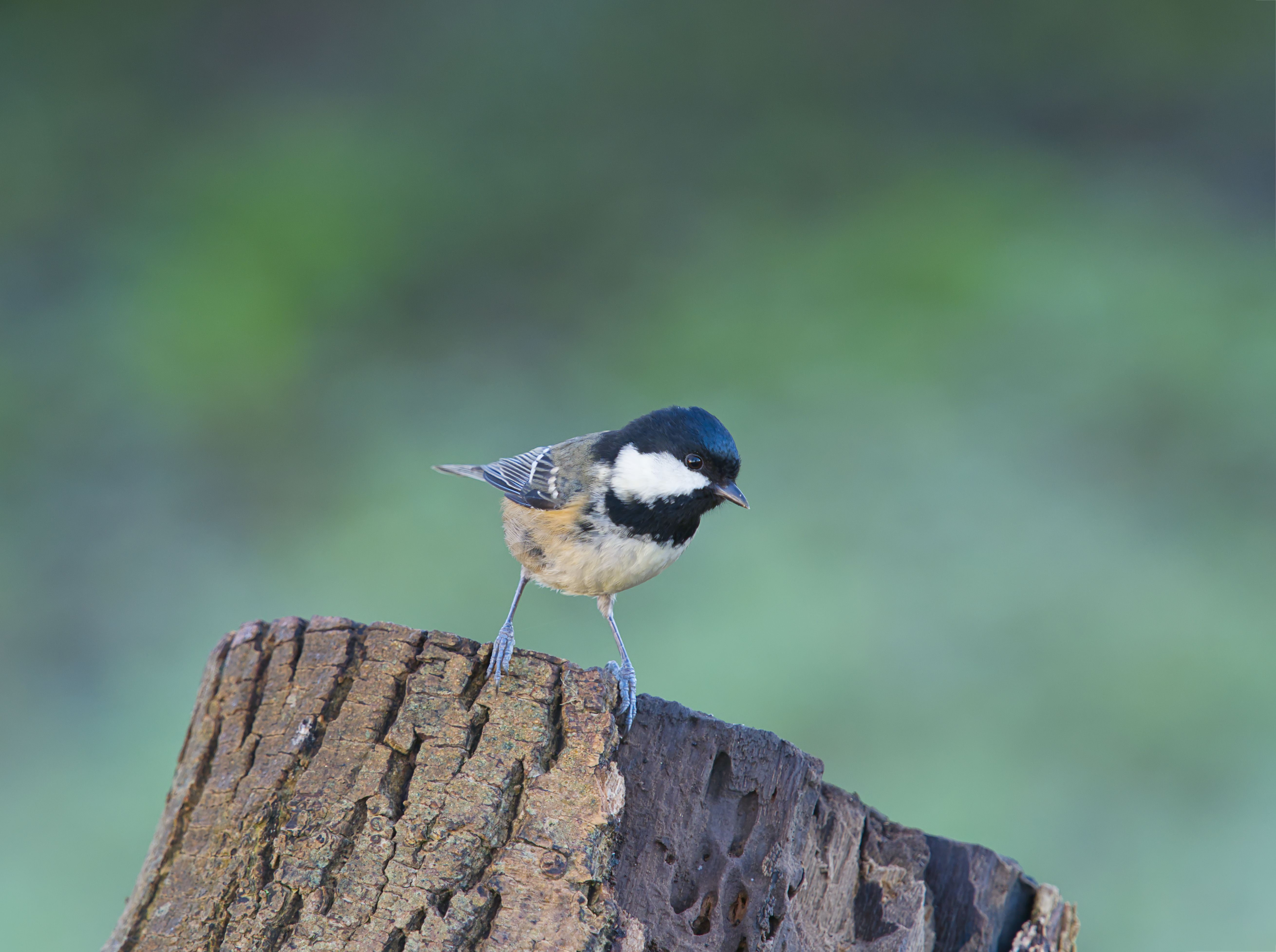 Coal tit British bird profile
