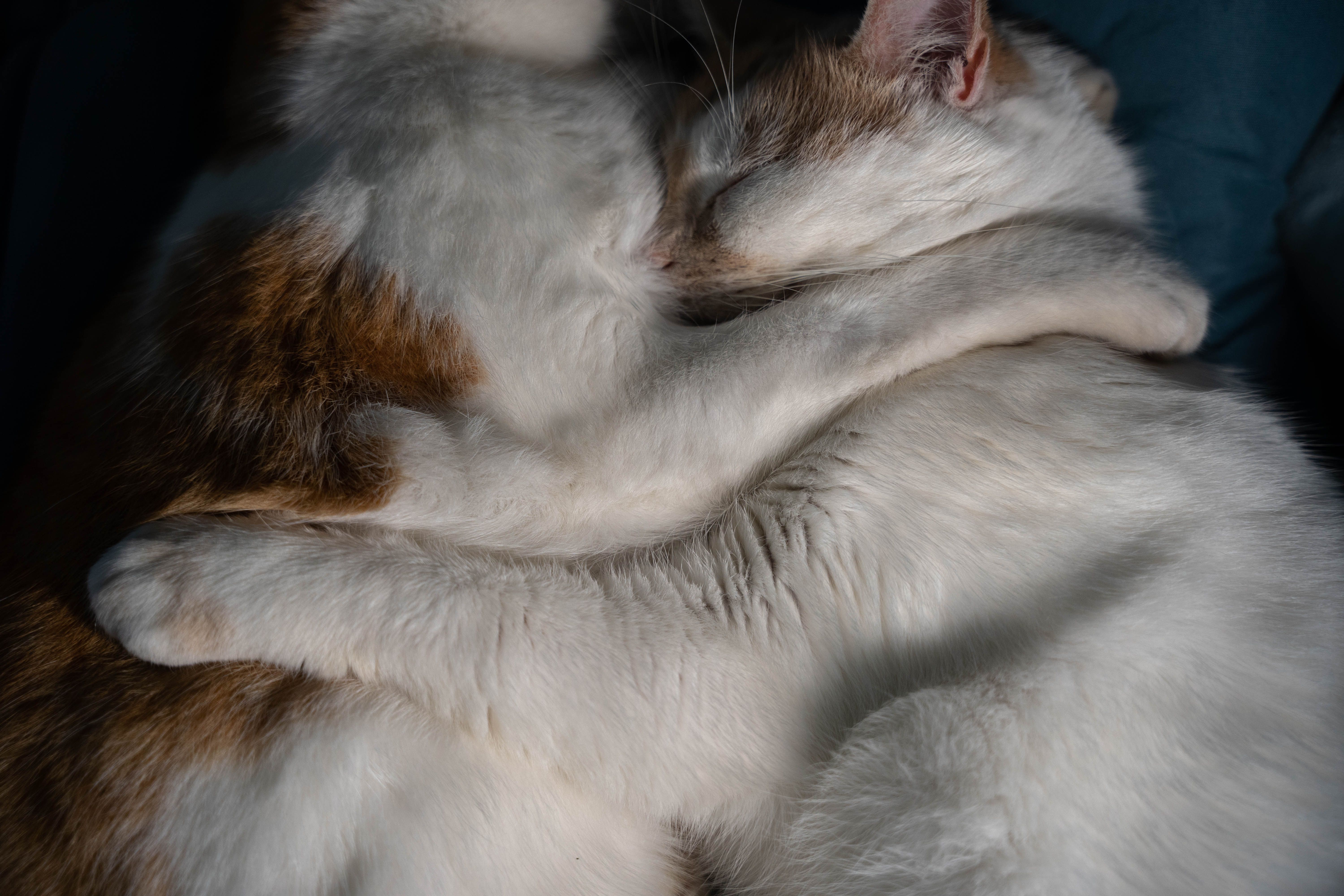 two cats together