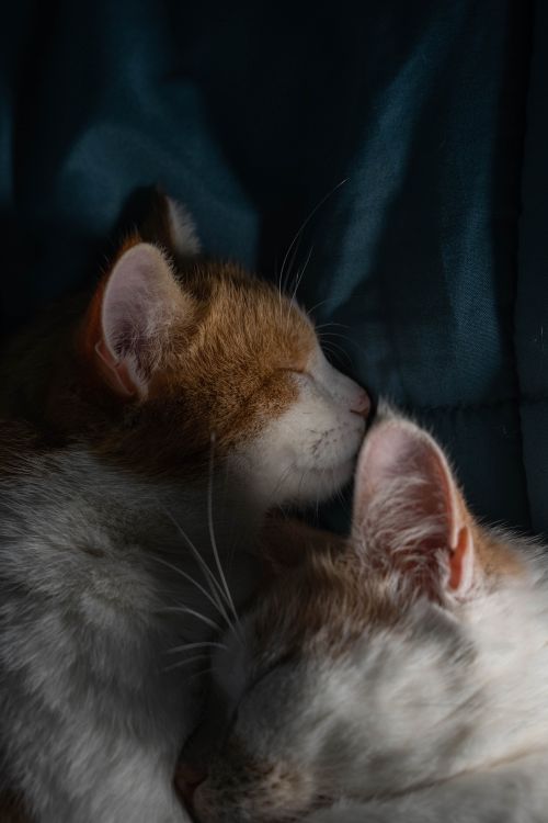 Free Two adorable cats sleeping closely, creating a serene and cozy atmosphere. Stock Photo