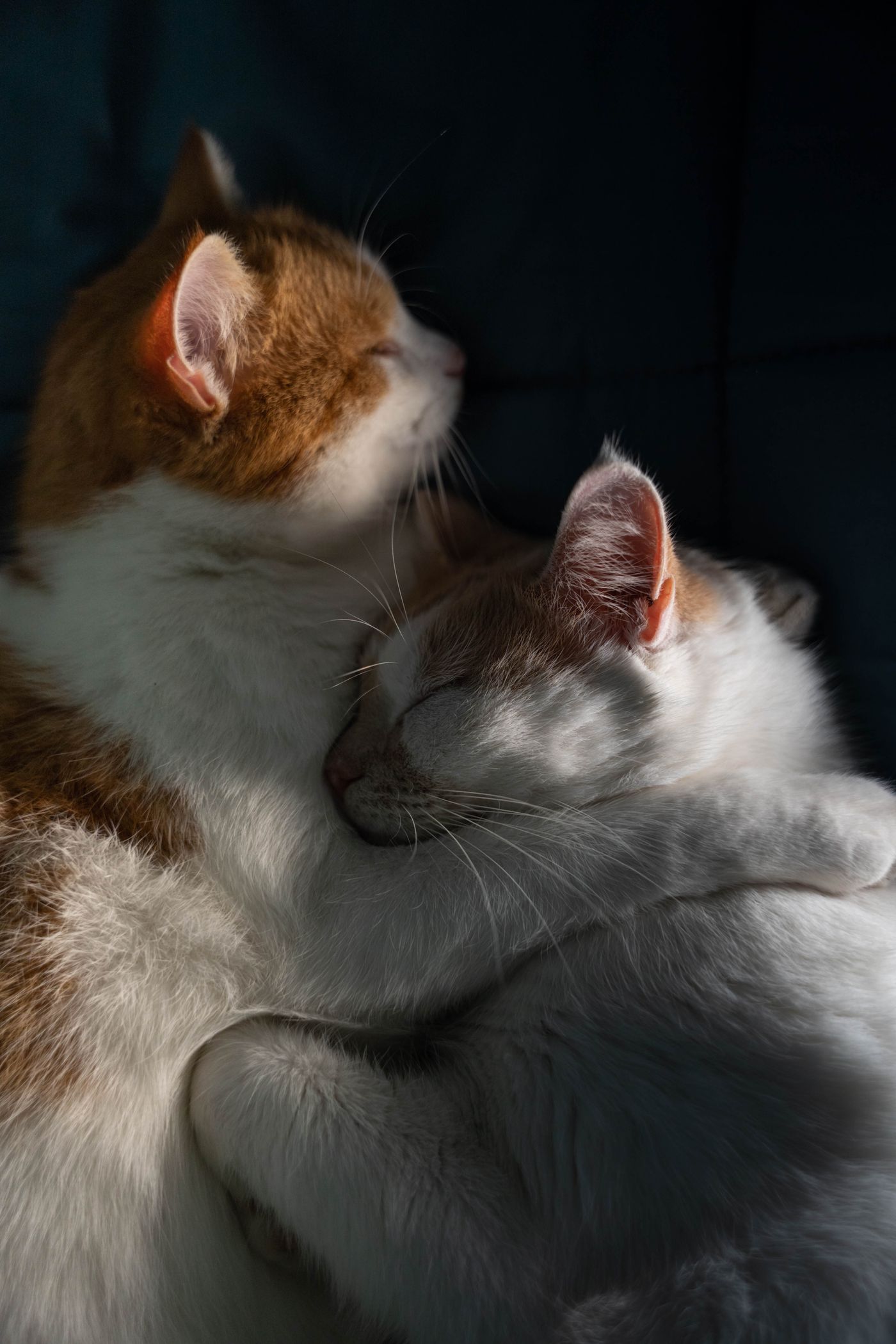 Two affectionate cats resting together in a warm patch of sunlight