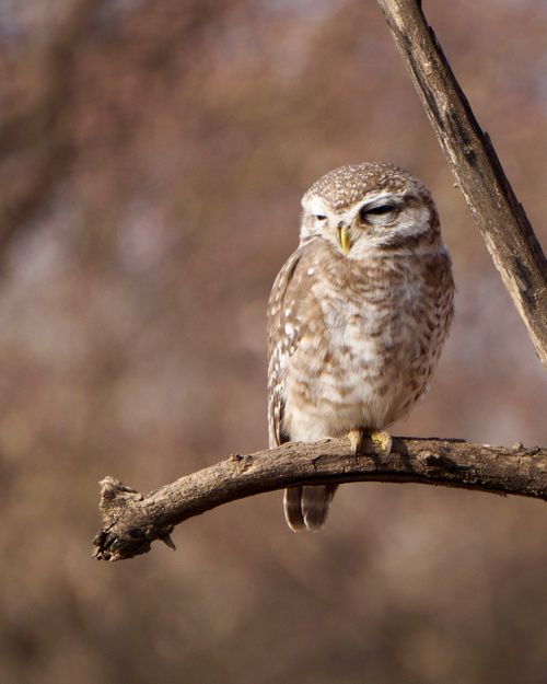 Free A spotted owl rests on a branch, with soft, earthy colors in the background. Stock Photo