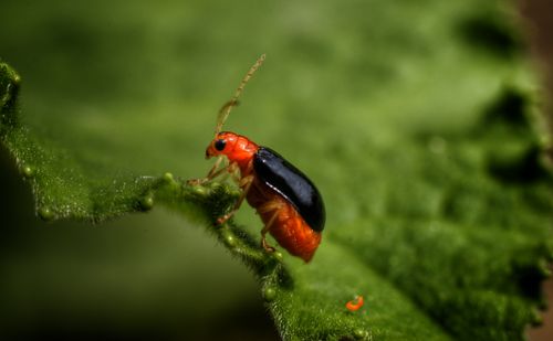 Free Detailed macro shot of a red and black beetle perched on a green leaf. Stock Photo