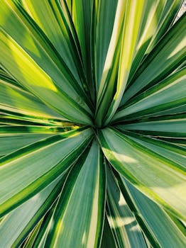 Close-up view of vibrant Yucca leaves in Alicante, showcasing nature's geometric beauty.