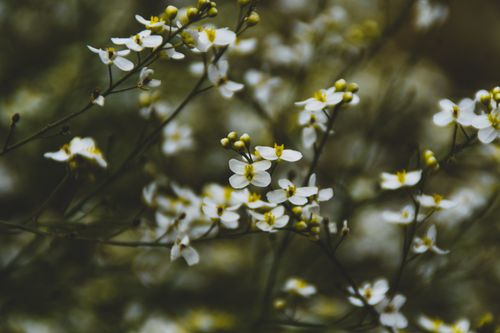 Free Close-up of delicate white blossoms creating a serene, natural ambiance. Stock Photo