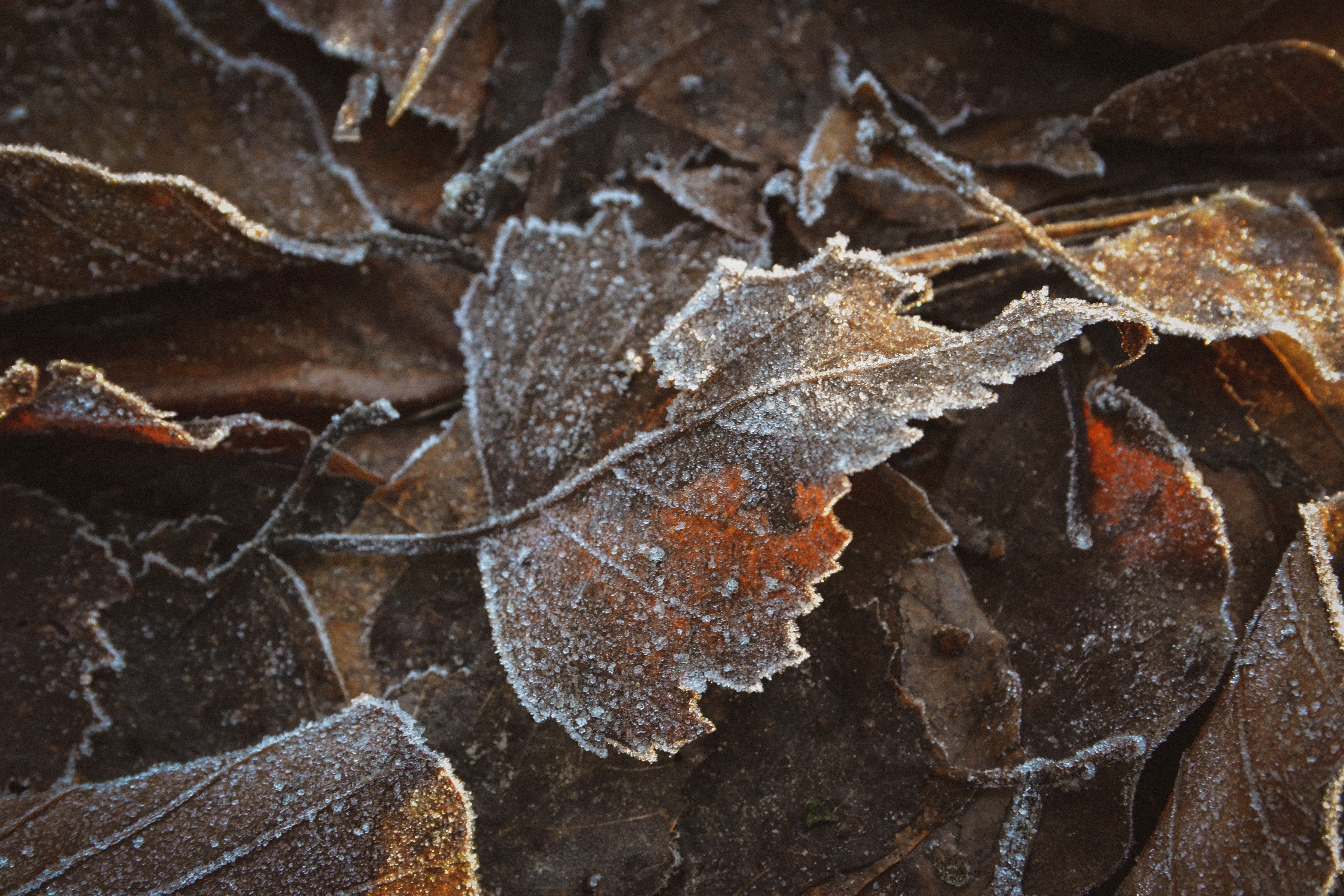 Foto: Aleksandra  Larry / Pexels