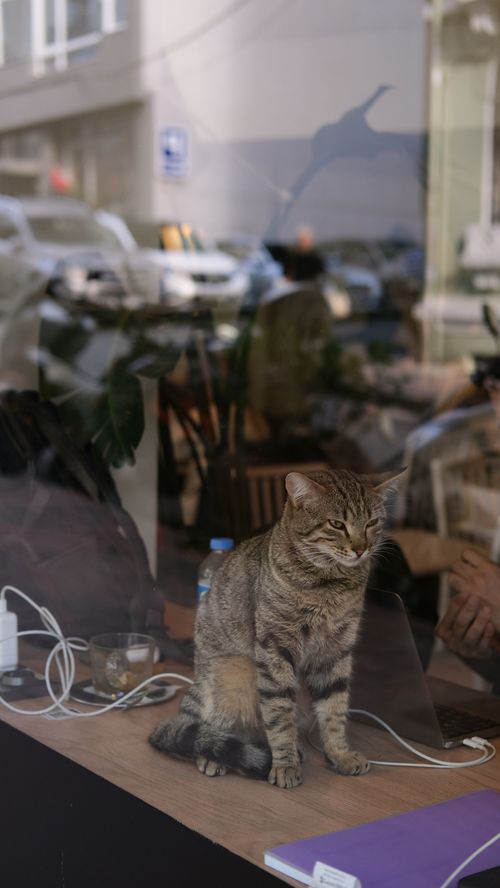 Free A serene tabby cat sits peacefully by a window in a bustling café in İstanbul, Türkiye. Stock Photo