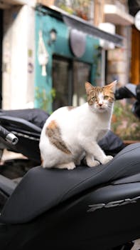 A calico cat perched on a motorcycle seat in a vibrant street of Istanbul.