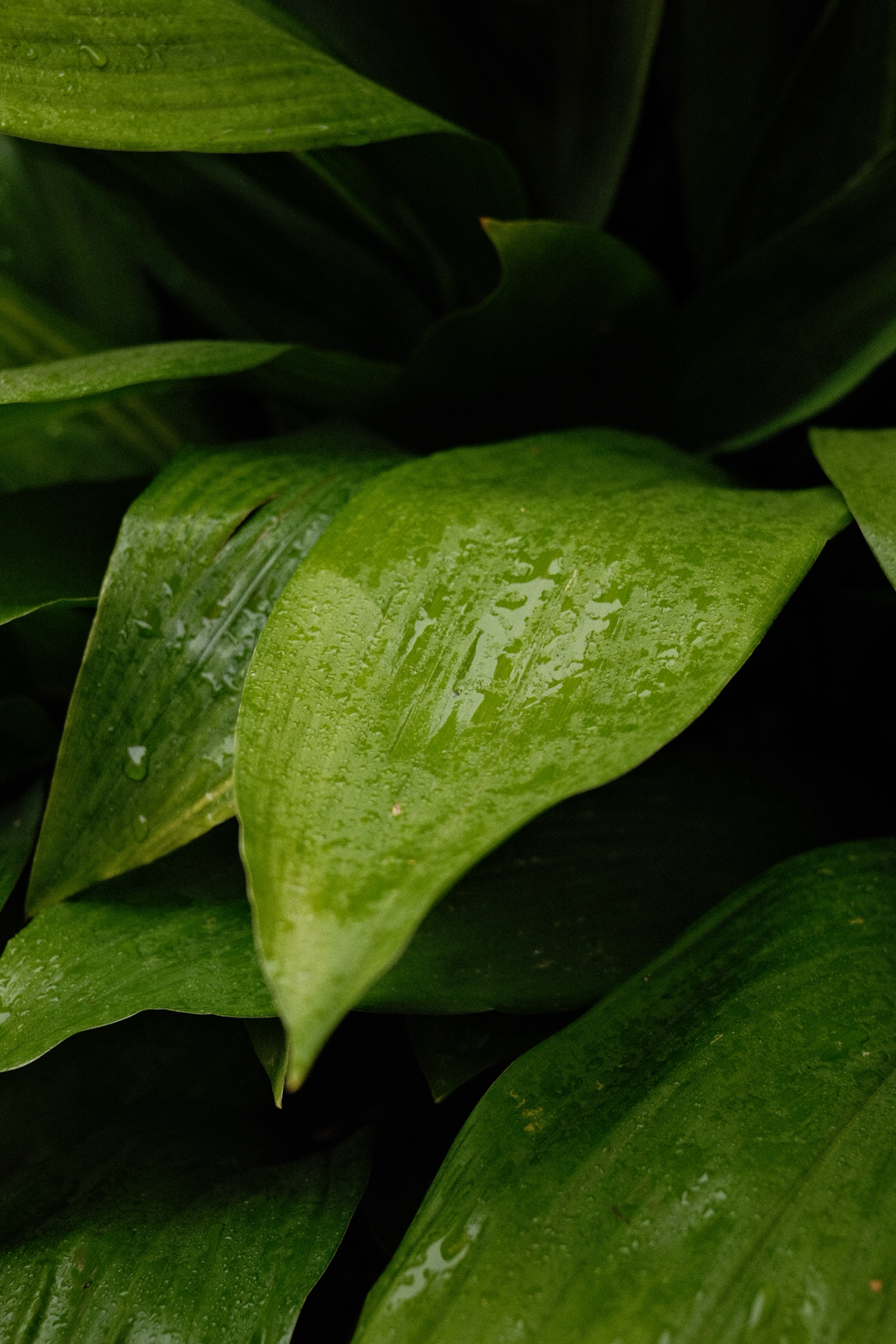 Vibrant green leaves with water droplets create a fresh and natural look.