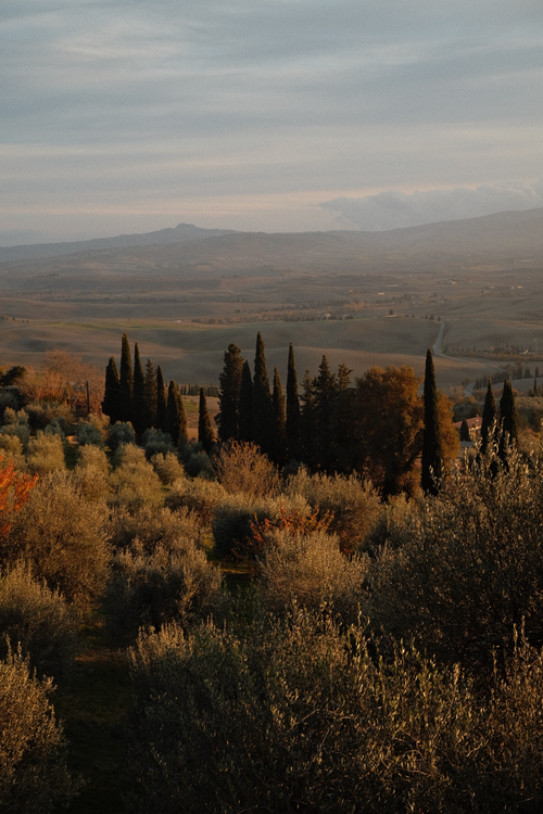 Free Cypress trees under a serene sunset in Tuscany's rolling hills. Stock Photo