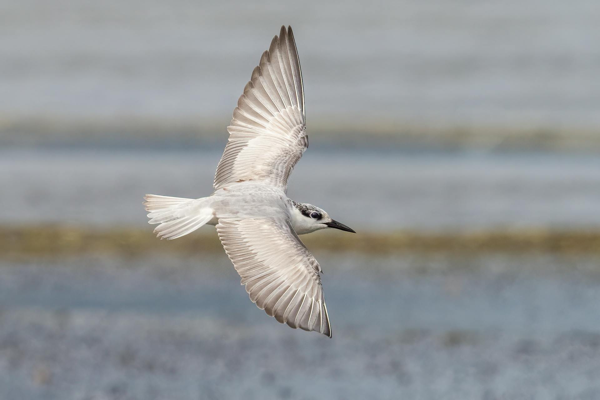 A captivating shot of a tern soaring effortlessly over the calm sea, showcasing its sleek wingspan and serene surroundings.