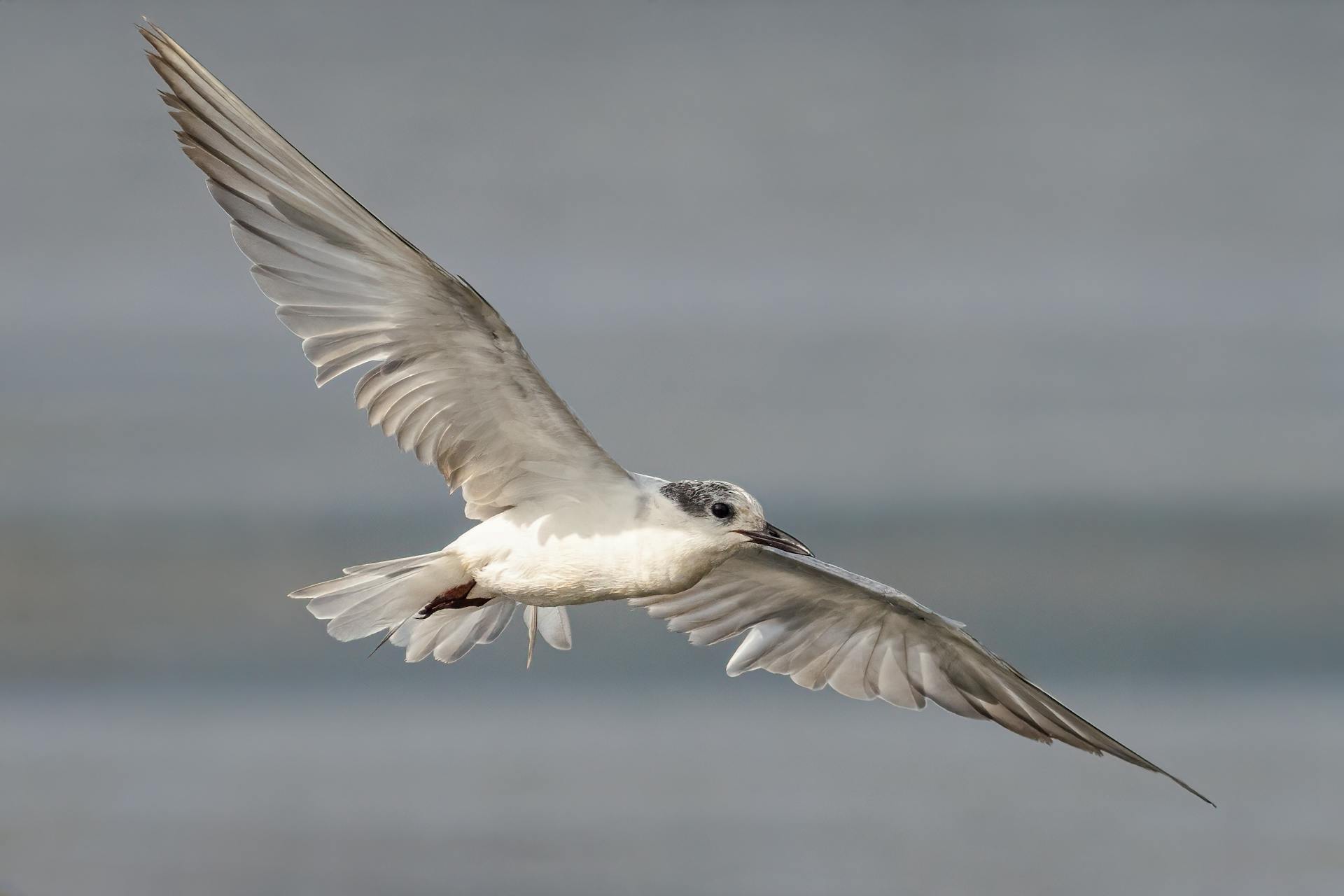 A majestic white tern captured mid-flight over calm waters, displaying elegance and freedom.
