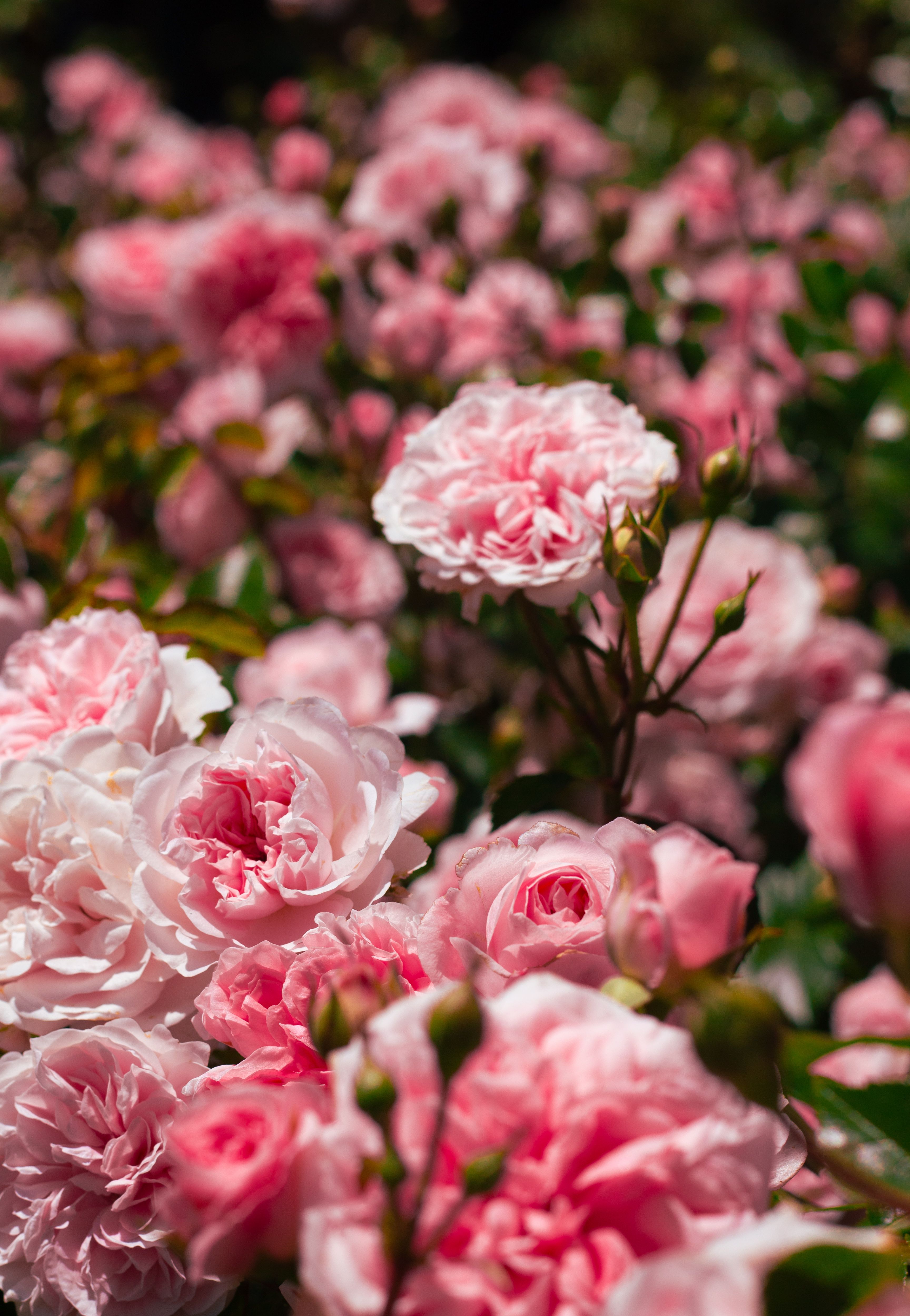 Blooming Pink Roses in Sunlit Garden · Free Stock Photo