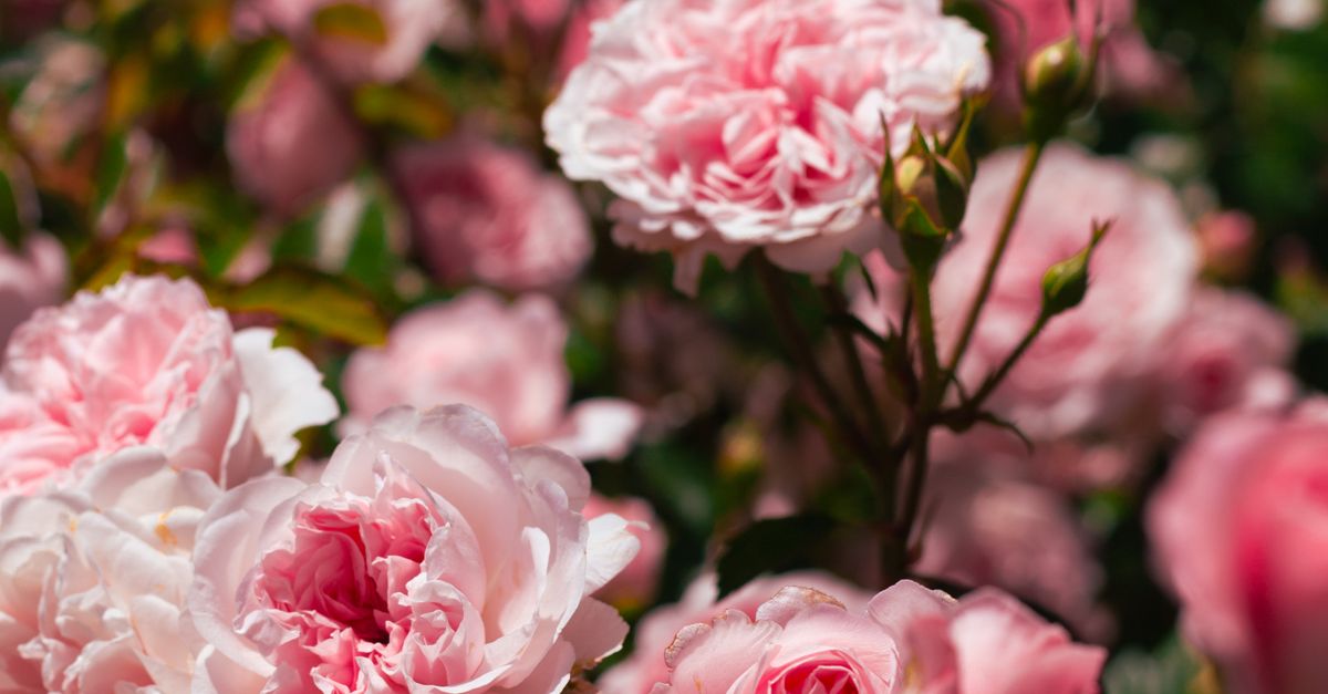 Pink Roses Sunlit Blooming Pink Roses in Sunlit Garden · Free Stock Photo