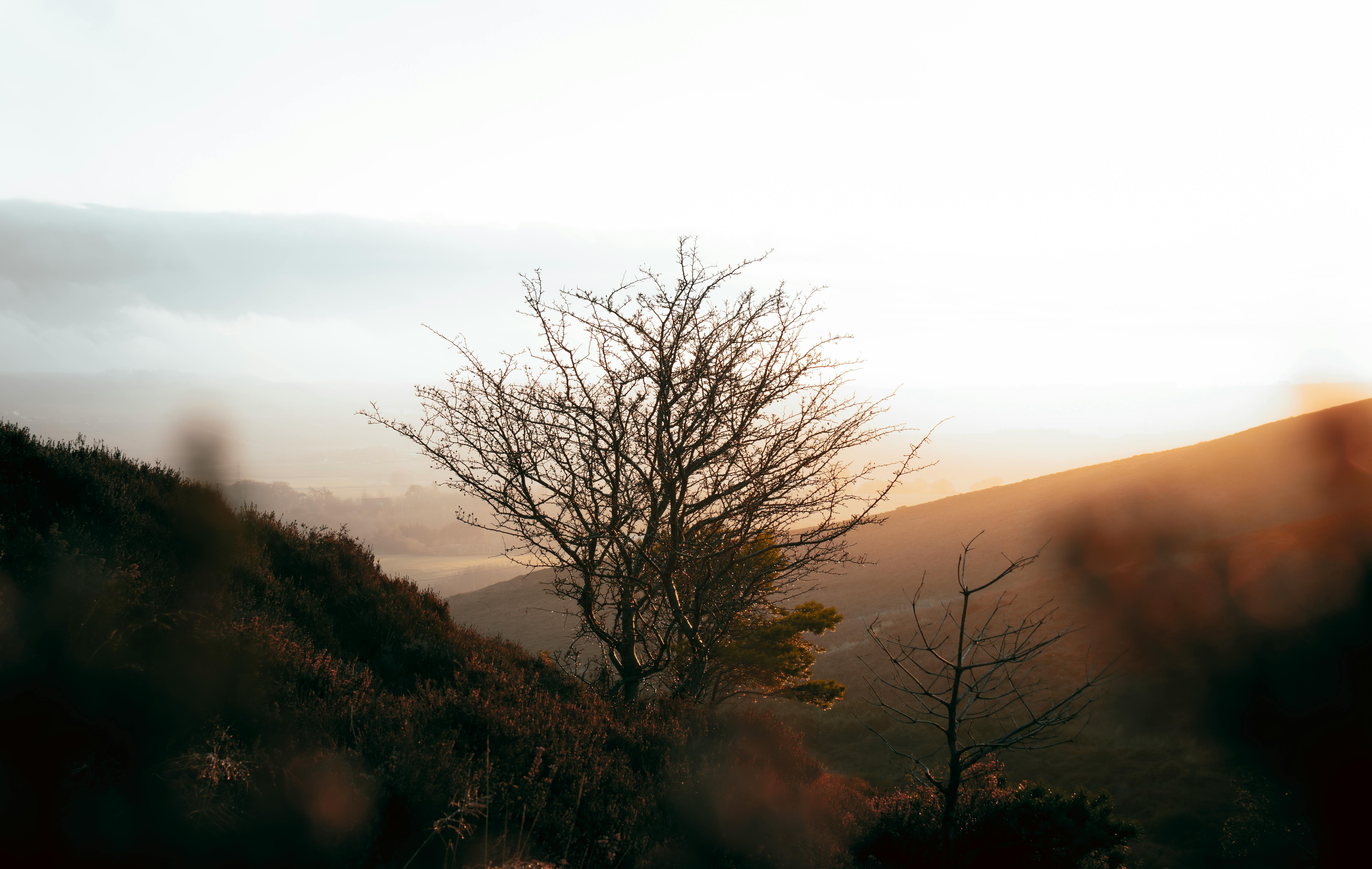 Captivating view of a tree silhouetted against the misty Scottish Highlands at sunrise.