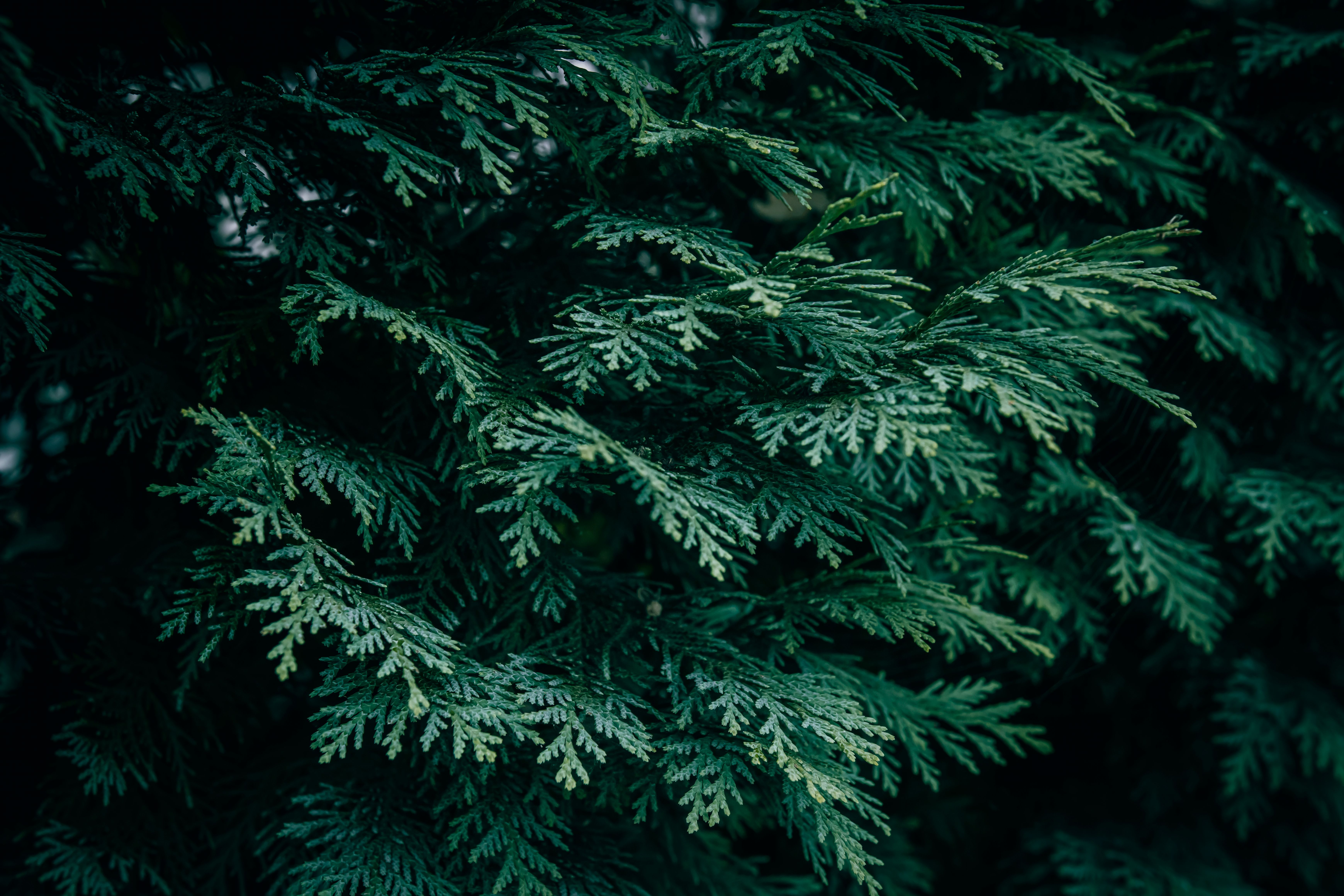 Vibrant close-up of lush green Lawson Cypress foliage — the living growth zone when pruning cypress trees in Surrey BC