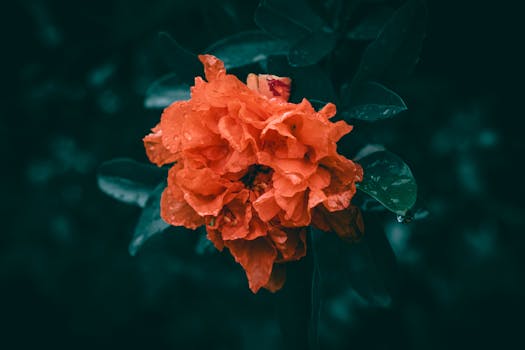 Close-up of a blooming orange pomegranate flower adorned with fresh raindrops.