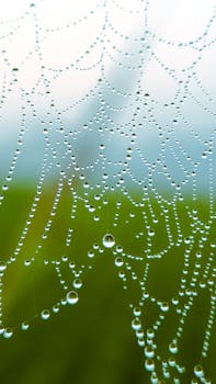 Close-up of a spider web adorned with dew droplets against a foggy background.