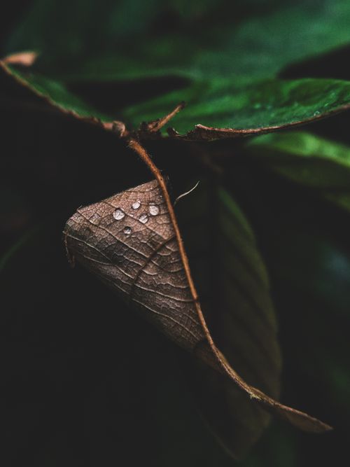 Free a dried leaf Stock Photo