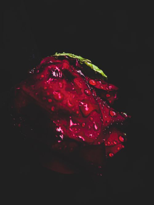Free a rose Stock Photo