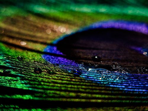 Free a peacock feather  Stock Photo