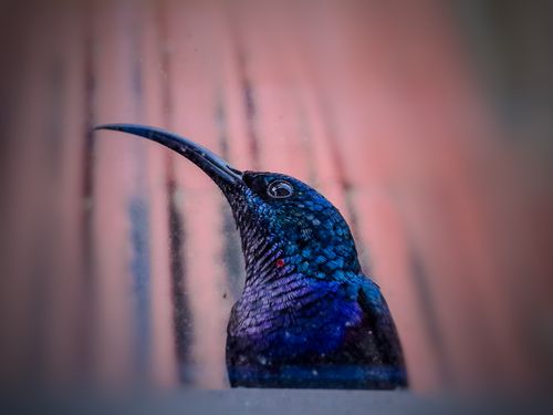 Free a blue sunbird💙 Stock Photo