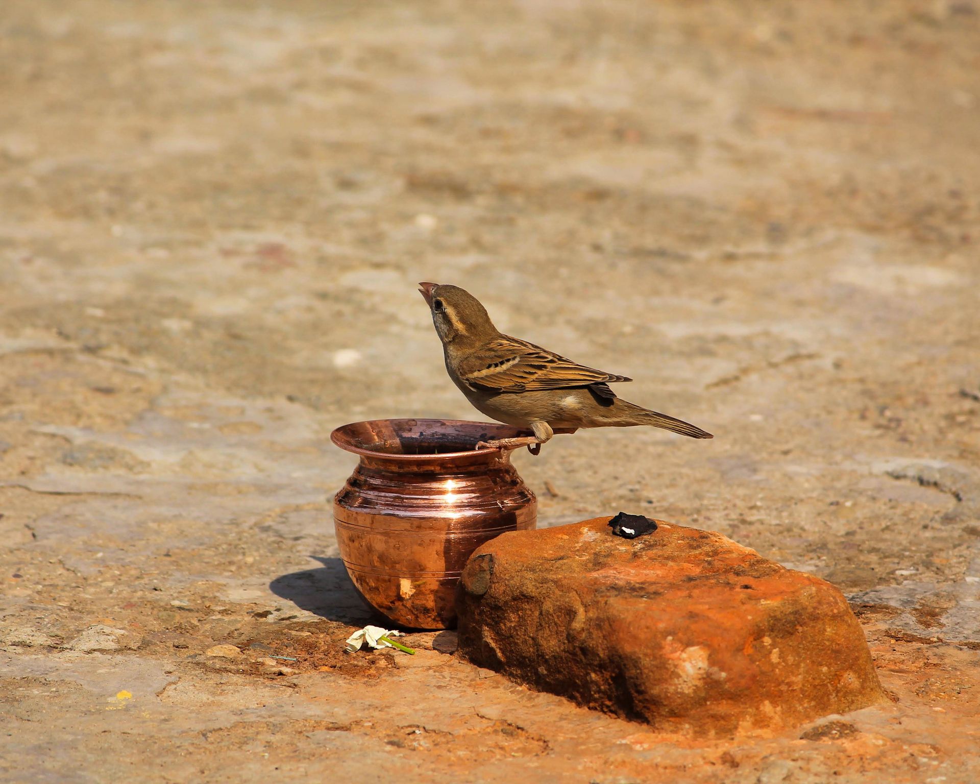 A sparrow perches on a copper vessel beside a brick on a sunny outdoor surface.