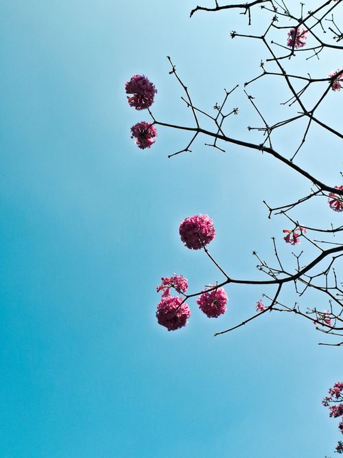 Free cherry blossom 🌸  Stock Photo