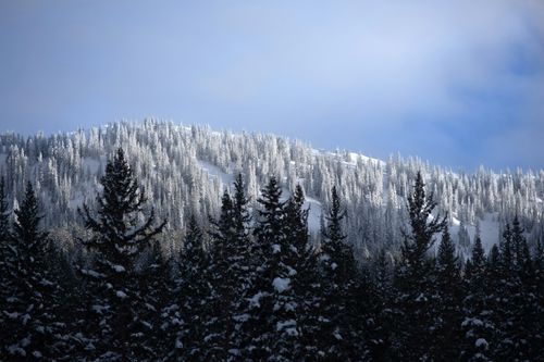 Free Stunning winter landscape of snow-laden trees in Brighton, Utah. Stock Photo