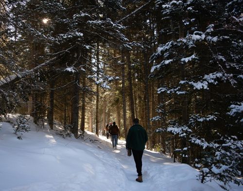 Free Group of hikers walking through snowy forest trail in Brighton, Utah during winter. Stock Photo