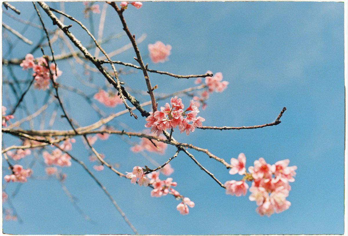 Cherry Blossoms on a Branch · Free Stock Photo