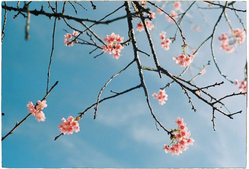 Free Vibrant cherry blossoms blooming on branches against a clear blue sky. Stock Photo
