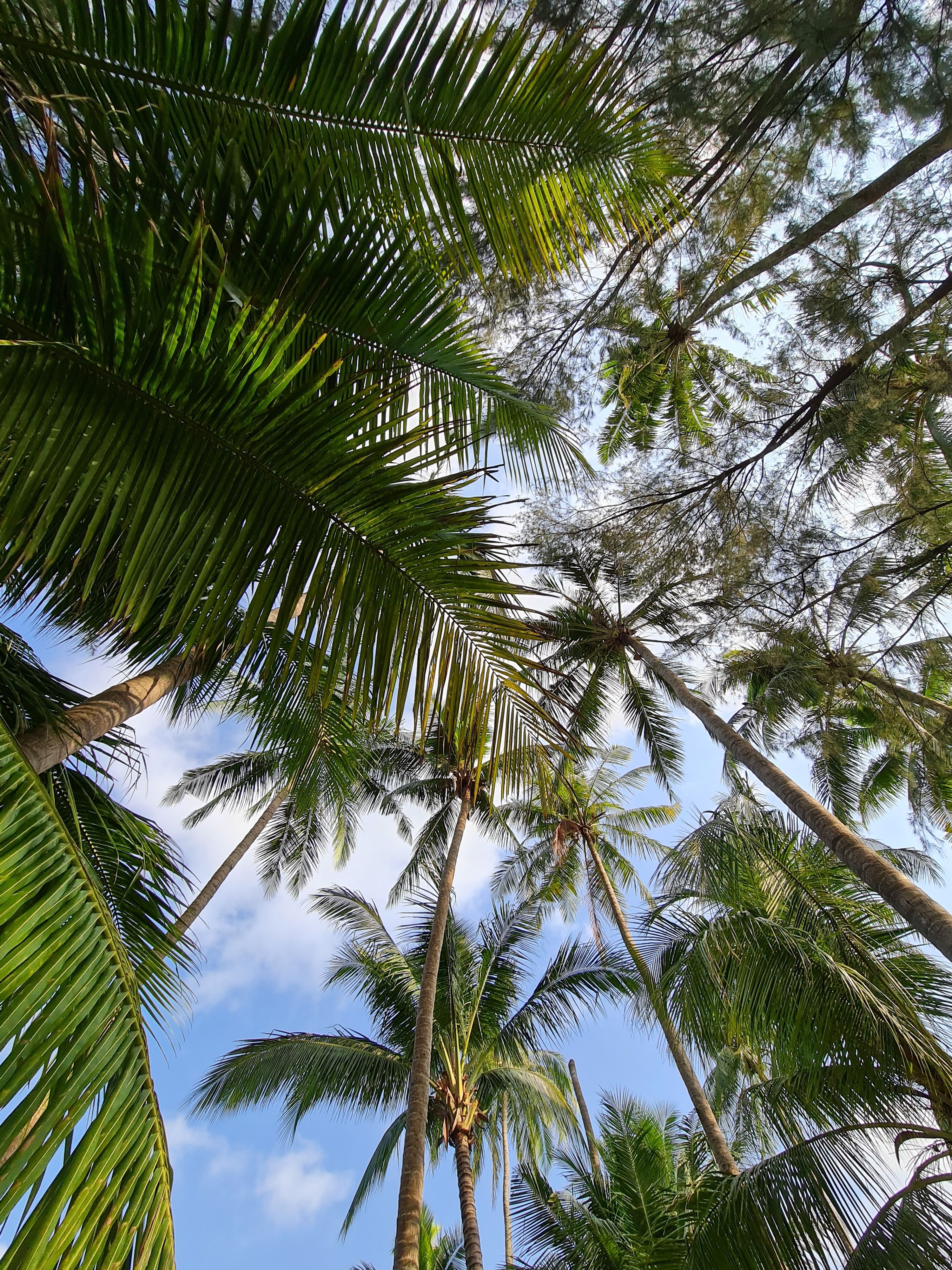 Gratis Osservando le palme tropicali, il cielo è terso e azzurro, con qualche nuvola qua e là. Foto a disposizione